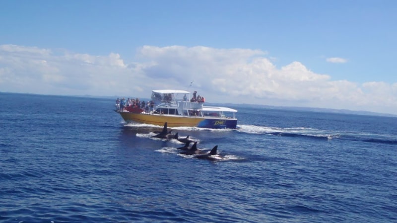 Great snorkelling 